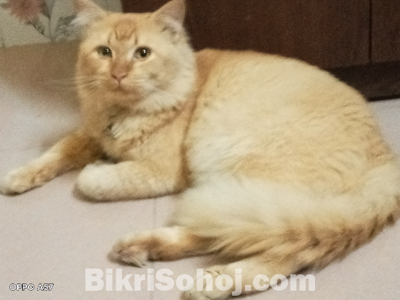 High quality persian mixed breed adult male cat...